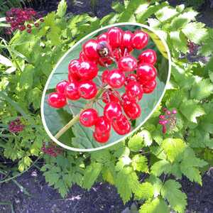 ACTAEA rubra (spicata rubra)