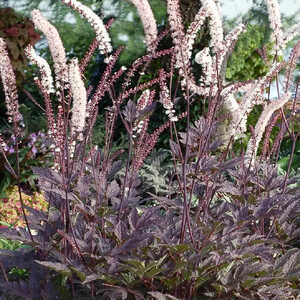 ACTAEA simplex 'Black Negligee'