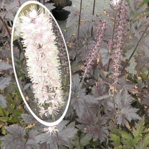 ACTAEA simplex 'Brunette' (Cimicifuga)