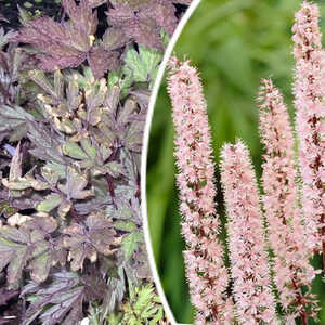 ACTAEA simplex 'Pink Spike' (Cimicifuga)