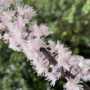 ACTAEA simplex 'Pink Spike' (Cimicifuga)