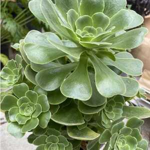 AEONIUM urbicum