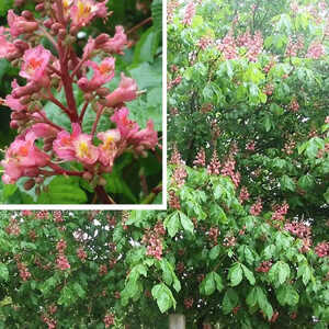 AESCULUS x carnea 'Briotii'