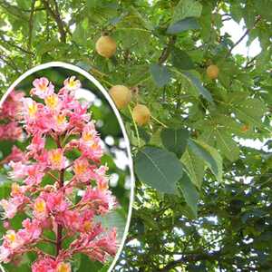 AESCULUS x carnea