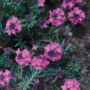 AETHIONEMA armenum 'Warley Rose'