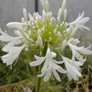 AGAPANTHUS africanus 'Albus'