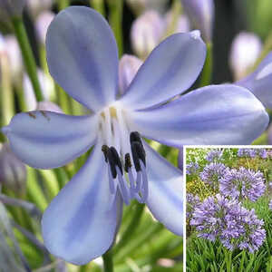 AGAPANTHUS africanus (umbellatus)