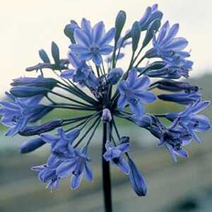 AGAPANTHUS 'Bristol'