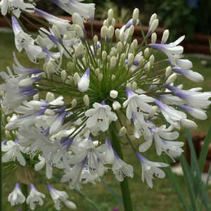 AGAPANTHUS 'Enigma'