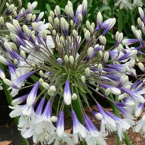 AGAPANTHUS 'Fireworks'