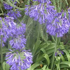 AGAPANTHUS 'Greenfield'