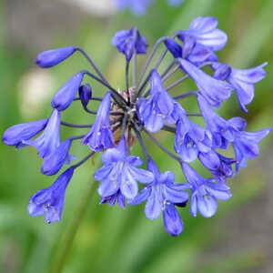 AGAPANTHUS 'Headbourne Hybrids'