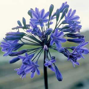 AGAPANTHUS 'Intermedius'