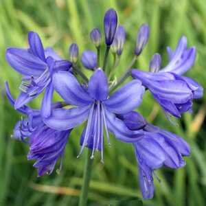 AGAPANTHUS 'Lilliput'