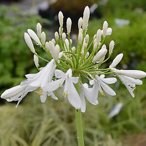 AGAPANTHUS 'Margot'