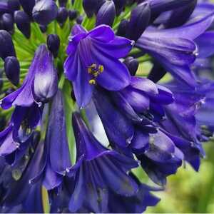 AGAPANTHUS 'Midnight Sky'