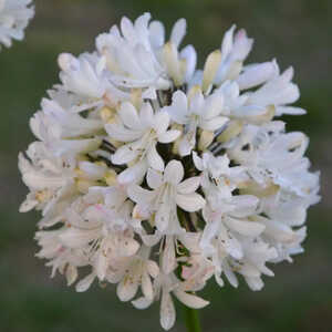 AGAPANTHUS 'Noéline'