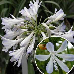 AGAPANTHUS 'Phantom'