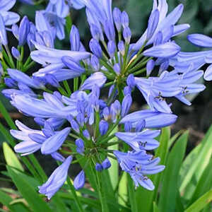 AGAPANTHUS 'Pitchoune Blue'