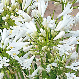 AGAPANTHUS 'Pitchoune White'