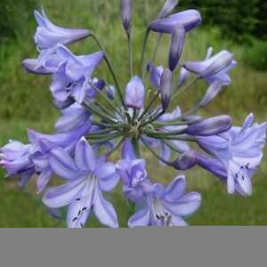 AGAPANTHUS 'Pinnochio'