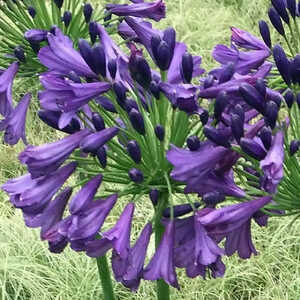 AGAPANTHUS 'Poppin's Purple'