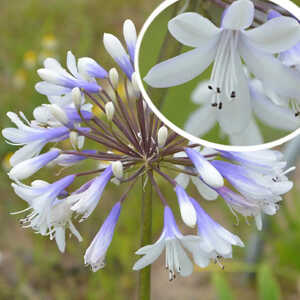 AGAPANTHUS 'Queen Mum'