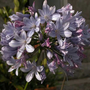 AGAPANTHUS 'Rotterdam'