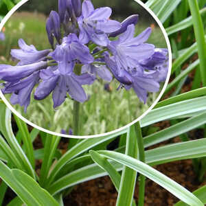 AGAPANTHUS 'Silver Moon'®