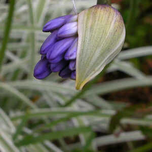 AGAPANTHUS 'Silver Moon'�