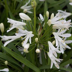 AGAPANTHUS 'Thumbelina'