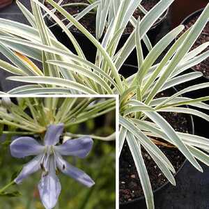 AGAPANTHUS 'Tinker Bell'