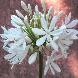 AGAPANTHUS 'Virginea'