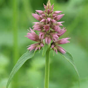 AGASTACHE 'Ayala'