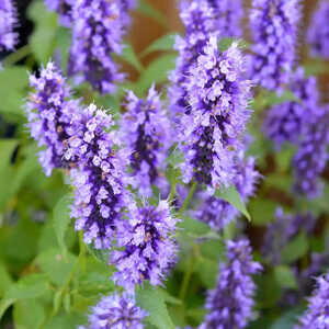 AGASTACHE 'Black Adder'