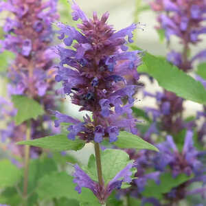 AGASTACHE 'Blue Boa'