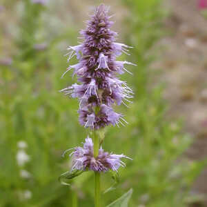 AGASTACHE 'Blue Fortune'