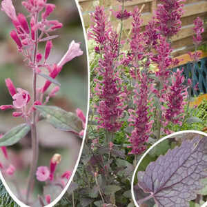 AGASTACHE 'Bolero'