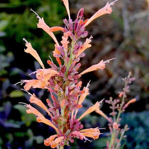 AGASTACHE 'Fire Bird'