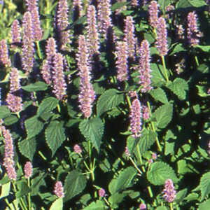 AGASTACHE foeniculum (anisata)