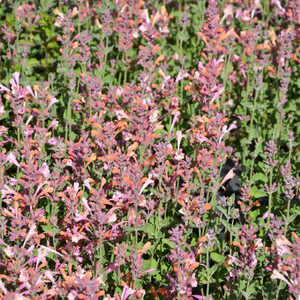 AGASTACHE 'Kudos Ambrosia' ®