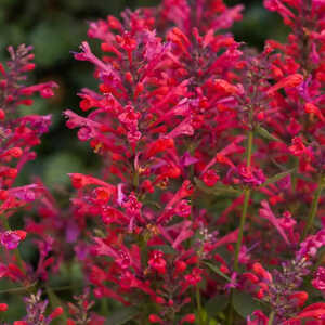 AGASTACHE 'Kudos Coral' ®