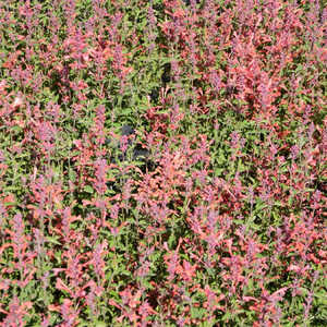 AGASTACHE 'Kudos Coral' ®