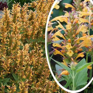 AGASTACHE 'Kudos Gold'�