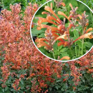 AGASTACHE 'Kudos Mandarin'