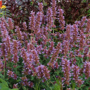 AGASTACHE 'Kudos Silver Blue'�