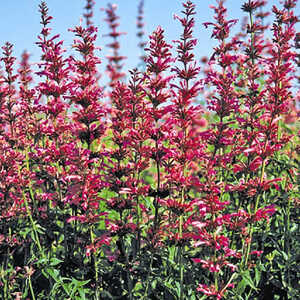 AGASTACHE mexicana 'Sangria'