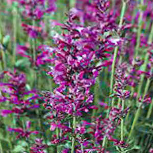 AGASTACHE 'Pink Panther'