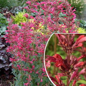 AGASTACHE 'Raspberry Summer'�