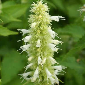 AGASTACHE rugosa 'Alabaster'